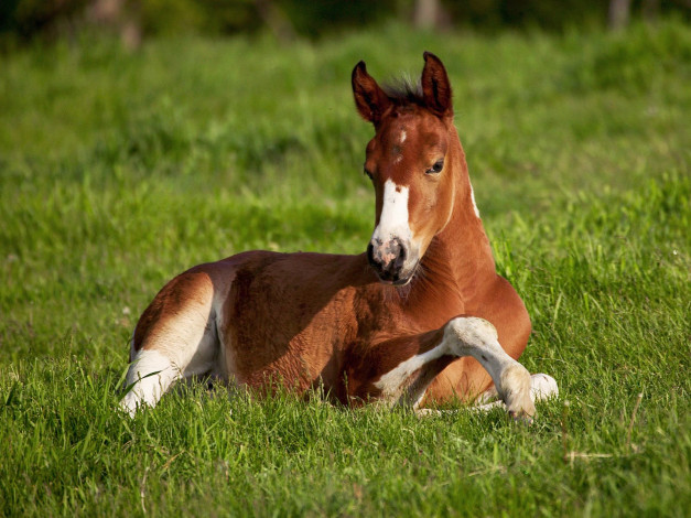 Обои картинки фото american, paint, foal, iowa, животные, лошади