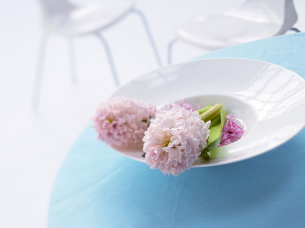 Обои картинки фото цветы, гиацинты