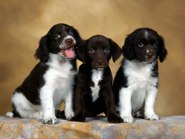 Обои картинки фото english, springer, spaniel, puppies, животные, собаки