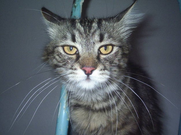 Обои картинки фото похож, на, тигру, животные, коты