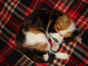 Картинка котейка животные коты