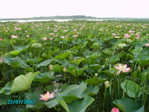 Картинка поле лотосов цветы лотосы