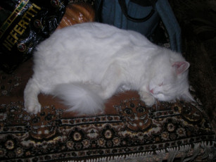 Картинка животные коты