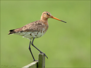 Картинка животные птицы