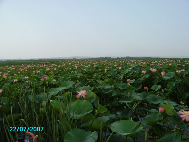 Обои картинки фото лотос, цветы, лотосы