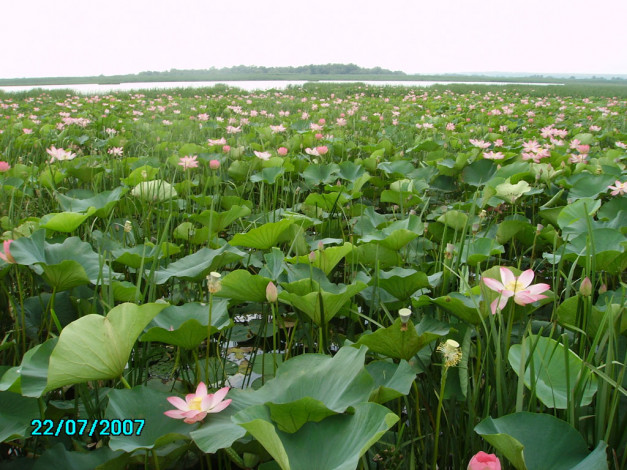 Обои картинки фото поле, лотосов, цветы, лотосы