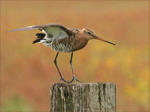 Обои картинки фото животные, птицы