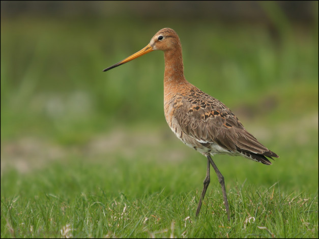 Обои картинки фото животные, птицы