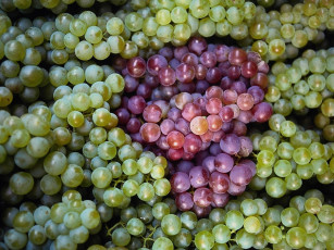 Картинка еда виноград
