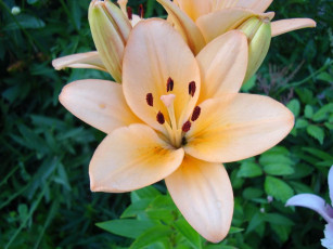 Картинка лилия цветы лилии лилейники