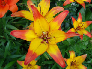 Картинка лилия цветы лилии лилейники