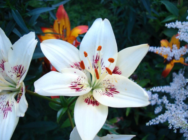 Обои картинки фото лилия, цветы, лилии, лилейники