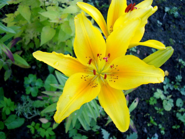 Обои картинки фото лилия, цветы, лилии, лилейники