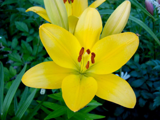 Обои картинки фото лилия, цветы, лилии, лилейники