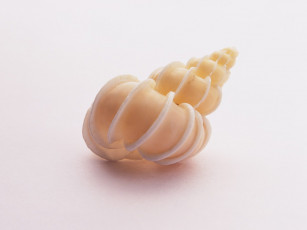 Картинка разное ракушки кораллы декоративные spa камни