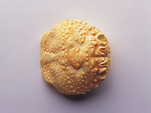 Картинка разное ракушки кораллы декоративные spa камни