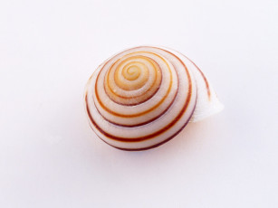 Картинка разное ракушки кораллы декоративные spa камни