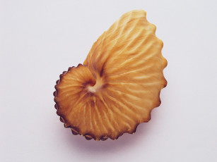 Картинка разное ракушки кораллы декоративные spa камни