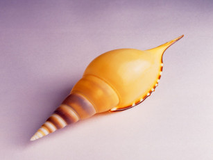 Картинка разное ракушки кораллы декоративные spa камни