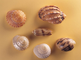 Картинка разное ракушки кораллы декоративные spa камни