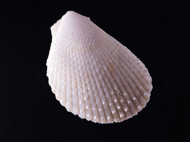 Обои картинки фото разное, ракушки, кораллы, декоративные, spa, камни