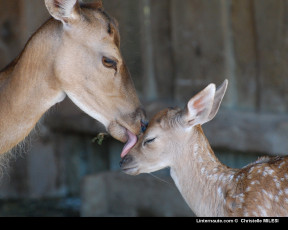Картинка животные олени