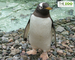 Картинка животные пингвины