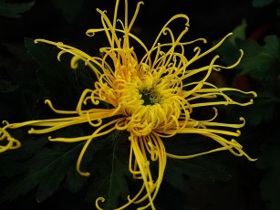 Картинка цветы хризантемы