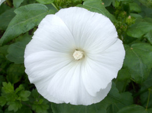 Картинка цветы лаватера