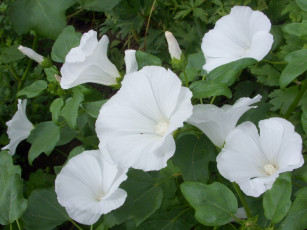 Картинка цветы лаватера