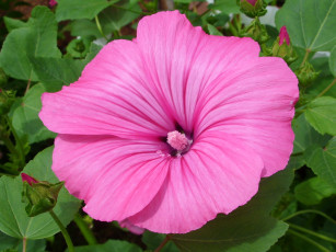 Картинка цветы лаватера