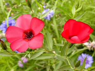 Картинка цветы луговые полевые