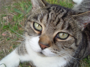 Картинка животные коты