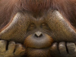 Картинка животные обезьяны