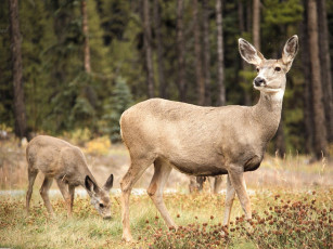 Картинка животные олени