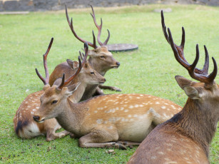 Картинка животные олени