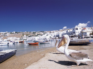 Картинка животные пеликаны