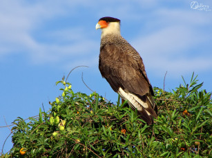 Картинка животные птицы хищники