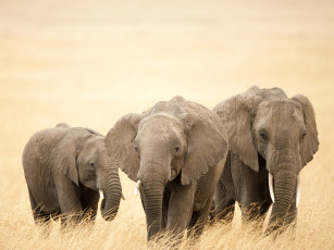 Картинка животные слоны