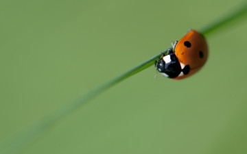 Картинка животные божьи коровки