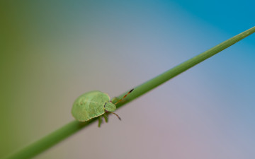 Картинка животные насекомые