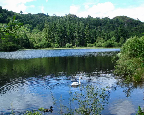 Обои картинки фото животные, лебеди