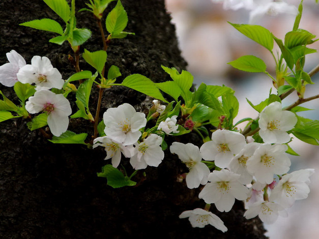 Обои картинки фото цветы, цветущие, деревья, кустарники