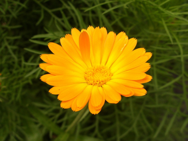 Обои картинки фото цветы, календула