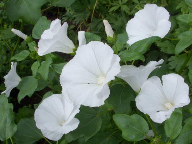 Обои картинки фото цветы, лаватера