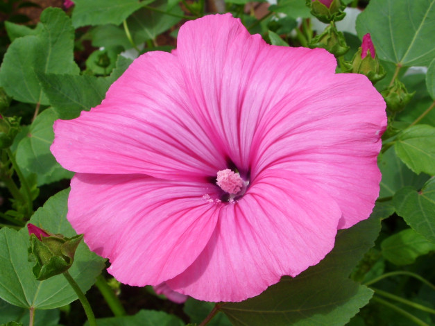 Обои картинки фото цветы, лаватера