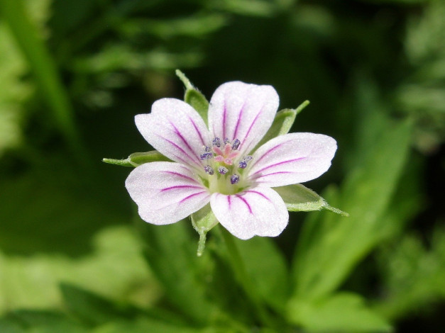 Обои картинки фото цветы, луговые, полевые