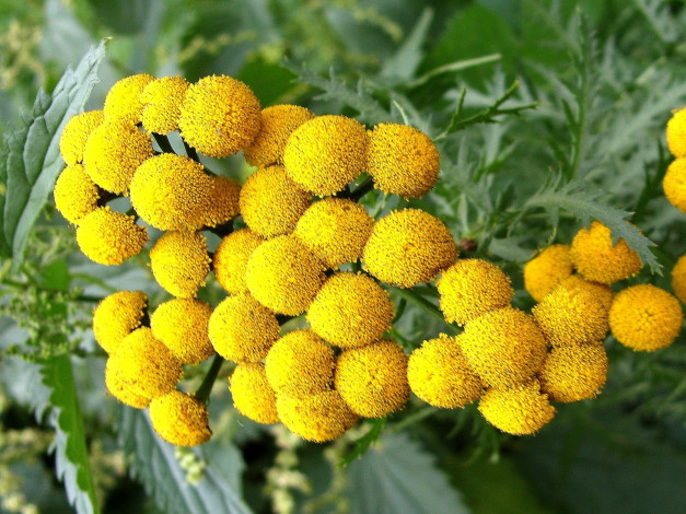 Обои картинки фото цветы, луговые, полевые