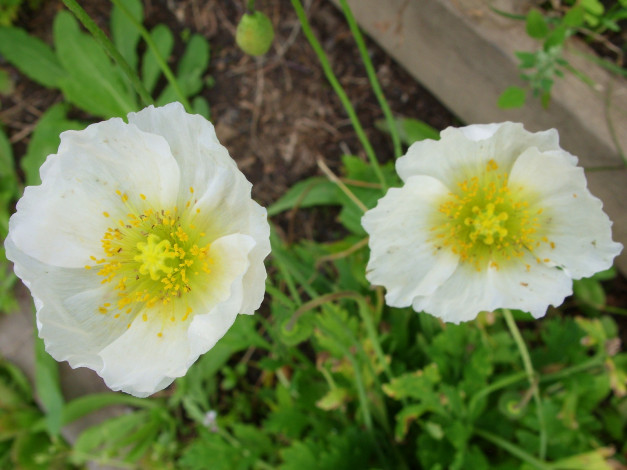 Обои картинки фото цветы, маки