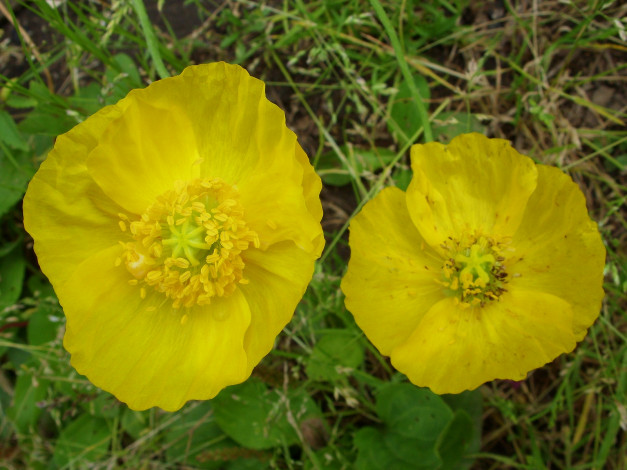 Обои картинки фото цветы, маки